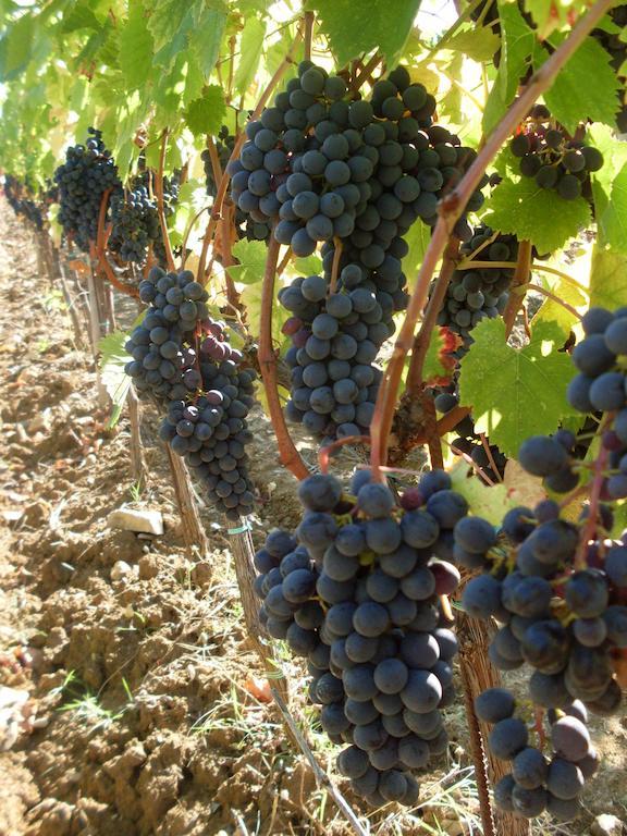 Agriturismo Amina, Winery & Hiking Vagliagli Ngoại thất bức ảnh
