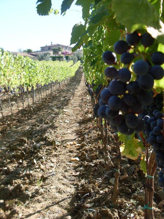 Agriturismo Amina, Winery & Hiking Vagliagli Ngoại thất bức ảnh